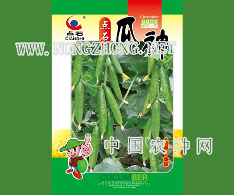 点石极品旱黄瓜