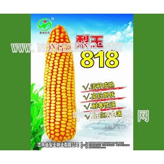 梨玉818玉米种子