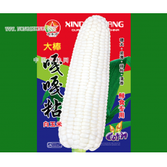 大棒嘎嘎粘白玉米