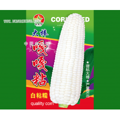 大棒嘎嘎粘白粘糯