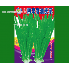 油亮四季香油麦菜