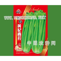 鑫特黄妃西芹